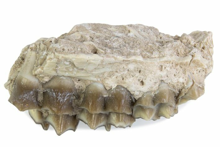 Fossil Oreodont (Merycoidodon) Jaw Section - South Dakota #375505